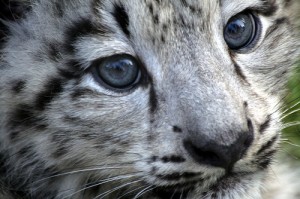 snow leopard